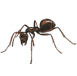 Traitement des fourmis