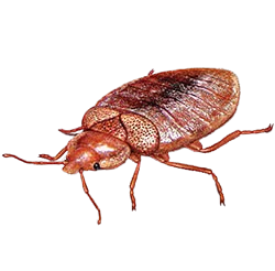 Controle des mouches