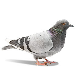 Pigeons