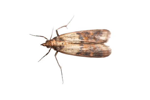 Traitement des fourmis