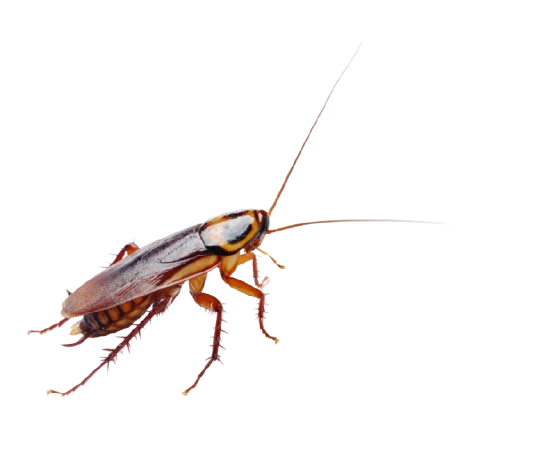 Traitement des fourmis